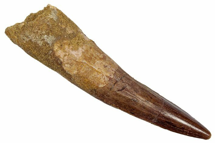 Fossil Spinosaurus Tooth - Real Dinosaur Tooth #345452